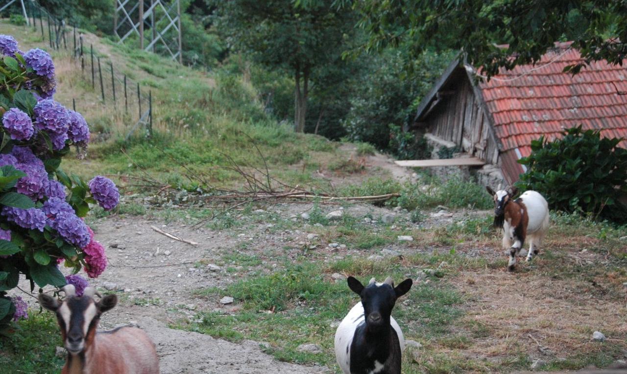B&B Al Turchino E Area Picnic Mele Εξωτερικό φωτογραφία